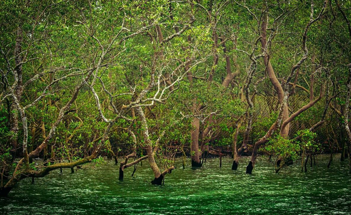 Sundarban tourist spot, sundarban weather, best time to visit Sunderbans, 